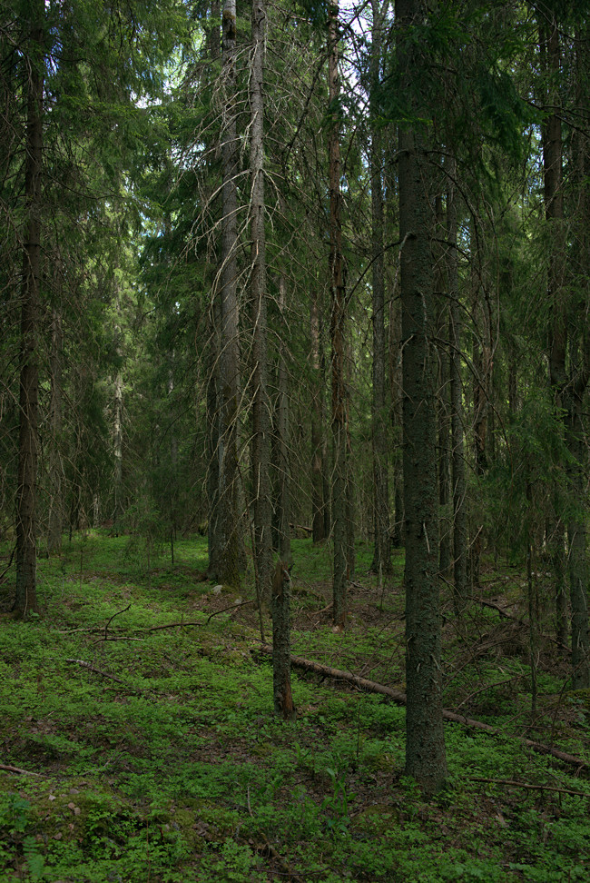 20150602_125042_CY3570F3.4@f5.6_1per20s_ISO100_A7r.r2.54_1_1.46_1_k132_W_H9_b5_g2.5_3.8.20_0.15_Lanczos2_1280_0.3_1.0.jpg