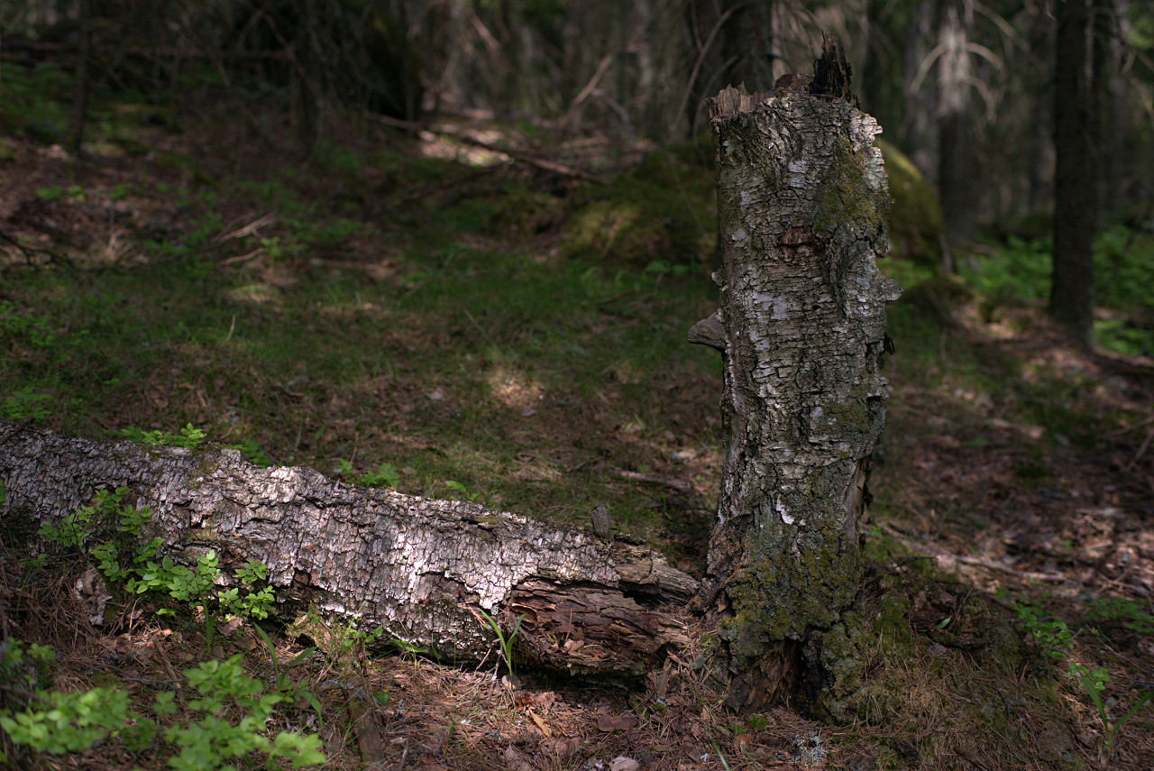 20150602_132321_ZE50F1.4@f3.5_1per100s_ISO100_A7.r2.51_1_1.63_1_k132_W_H9_b3.5_g2.4_3.8.20_0.15_Lanczos2_1280_0.3_1.0.jpg