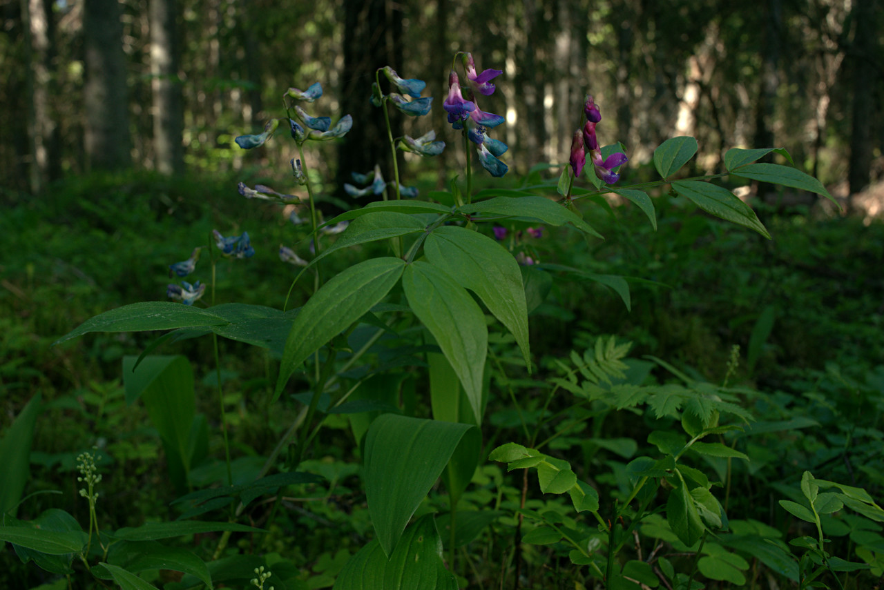 20150608_100622_CY28F2.8@f11.0_1per25s_ISO400_A7r.r2.60_1_1.49_1_k132_W_H9_b5_g2.6_3.8.30_0.15_Lanczos2_1280_0.3_1.0.jpg