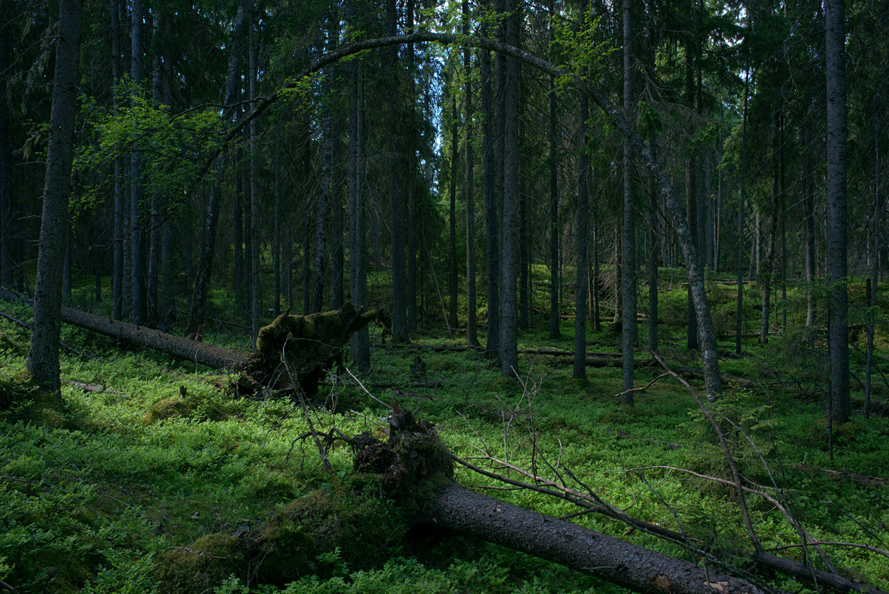 20150608_110125_CY28F2.8@f11.0_1per15s_ISO100_A7r.r2.5_1_1.6_1_k132_W_H9_b8_g2.3_3.6.20_0.15_Lanczos2_1280_0.3_1.0.jpg