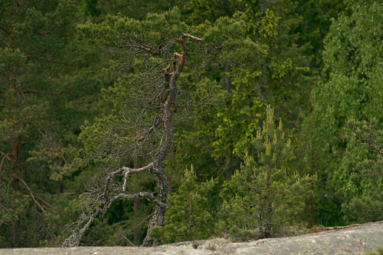 20150610_113638_ZE85F1.4@f2.8_1per1250s_ISO100_A7.r2.56_1_1.39_1_k137_W_H0_b2.9_g2.1_3.4.30_0.2_Lanczos2_1280_0.3_1.0.jpg