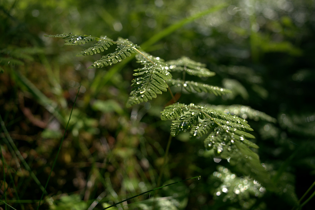 20150620_084246_CY28F2.8@f5.6_1per500s_ISO200_A7.r2.47_1_1.45_1_k132_W_H0_b2.3_g2.22_3.8.20_0.15_Lanczos2_1280_0.3_1.0.jpg