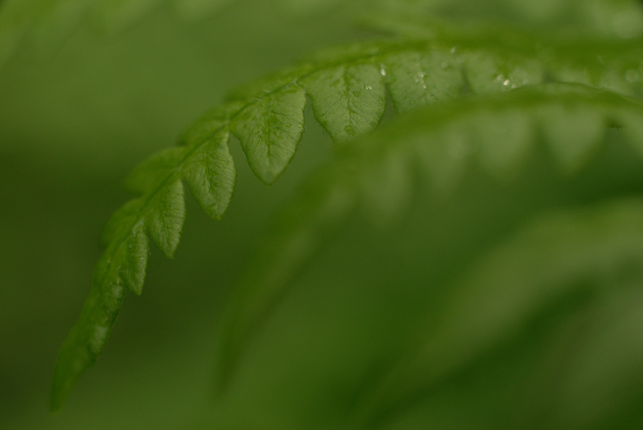 20150620_113634_CY60F2.8@f5.6_1per160s_ISO800_A7r.r2.68_1_1.41_1_k133_W_H0_b2.1_g2.15_3.6.22_0.29_Lanczos2_1280_0.3_1.0.jpg