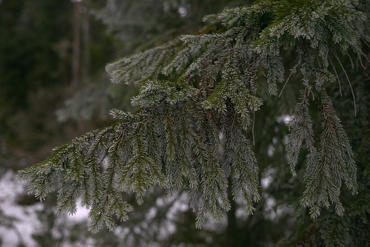 20160313_132114_ZG45F2.0@f2.8_1per250s_ISO100_A7.r3.06_1_1.29_1_k133_W_H9_b5.8_g2.3_3.4.20_0.15_Lanczos2_1280_0.3_1.0.jpg