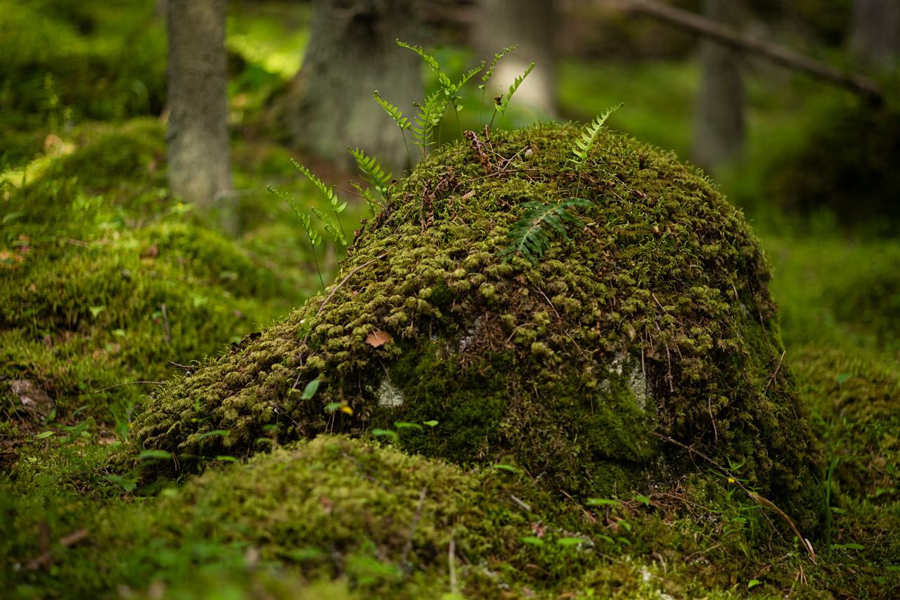 20160709_171335_LM90F2.0@f2.0_1per40s_ISO80_A7M2.20_0.15_Lanczos2_1280_0.3_1.0.jpg
