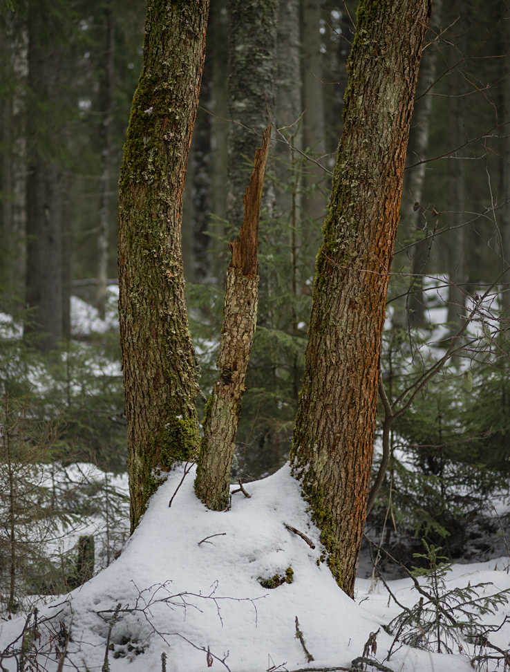 20170312_100346_ZG90F2.8@f2.8_1per100s_ISO80_A7.20_0.15_Lanczos2_1280_0.3_1.0.jpg