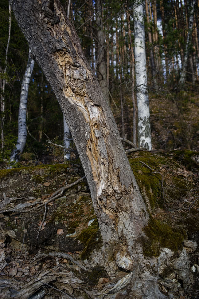 20170319_155104_ZM35F2.0@f4.0_1per400s_ISO125_A7m.20_0.15_Lanczos2_1280_0.3_1.0.jpg