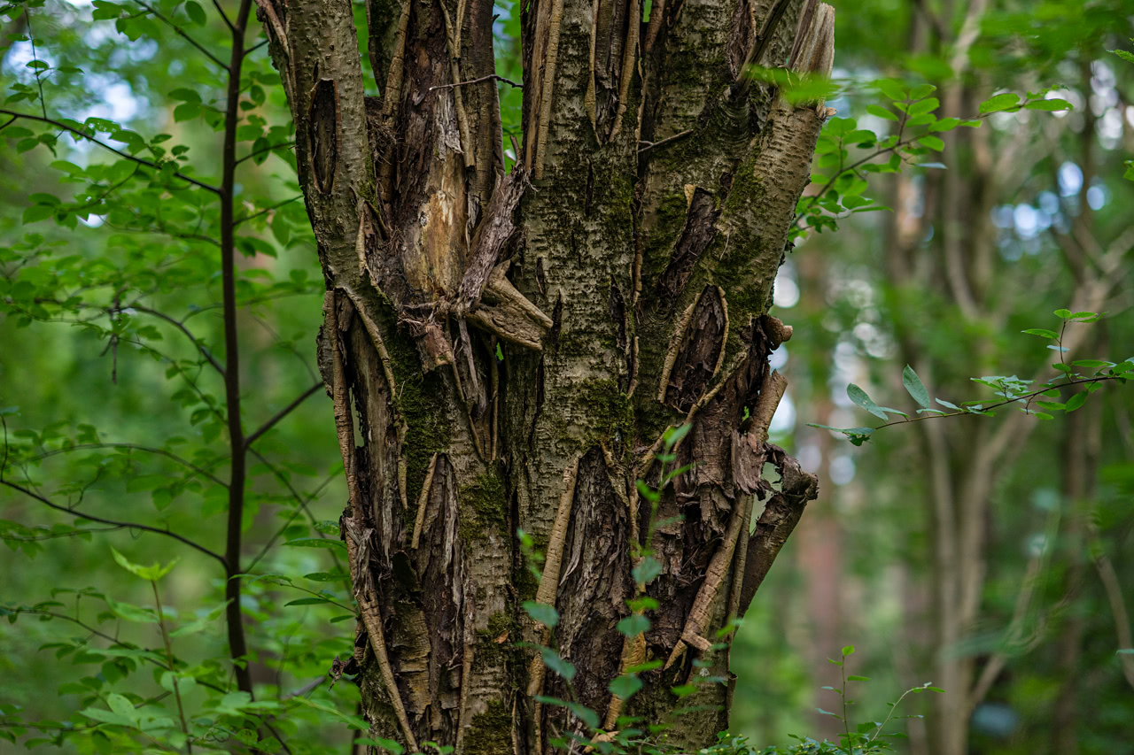 20170718_180830_FE85F1.4@f1.4_1per1000s_ISO100_A7M2.20_0.15_Lanczos2_1280_0.3_1.0.jpg