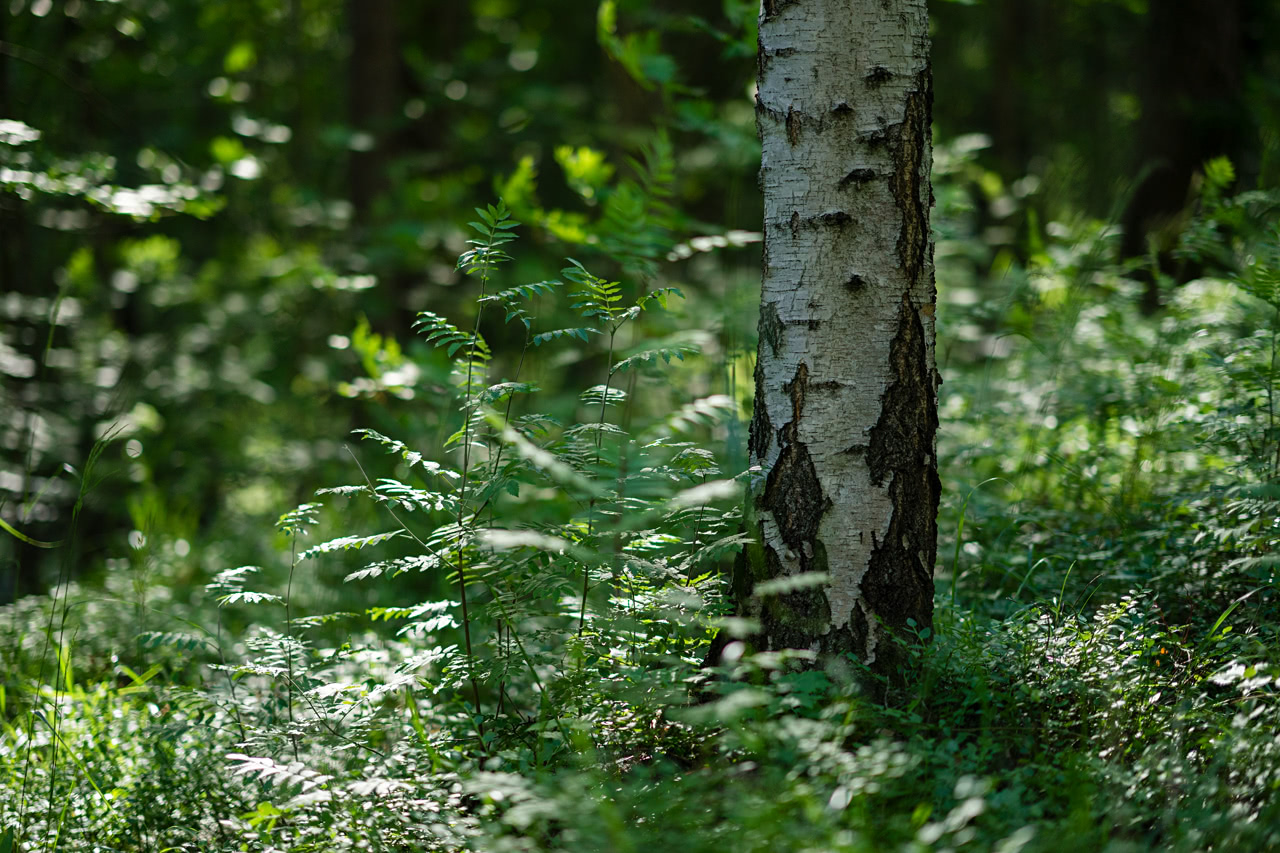 20170718_182807_FE85F1.4@f1.4_1per2000s_ISO100_A7M2.20_0.15_Lanczos2_1280_0.3_1.0.jpg