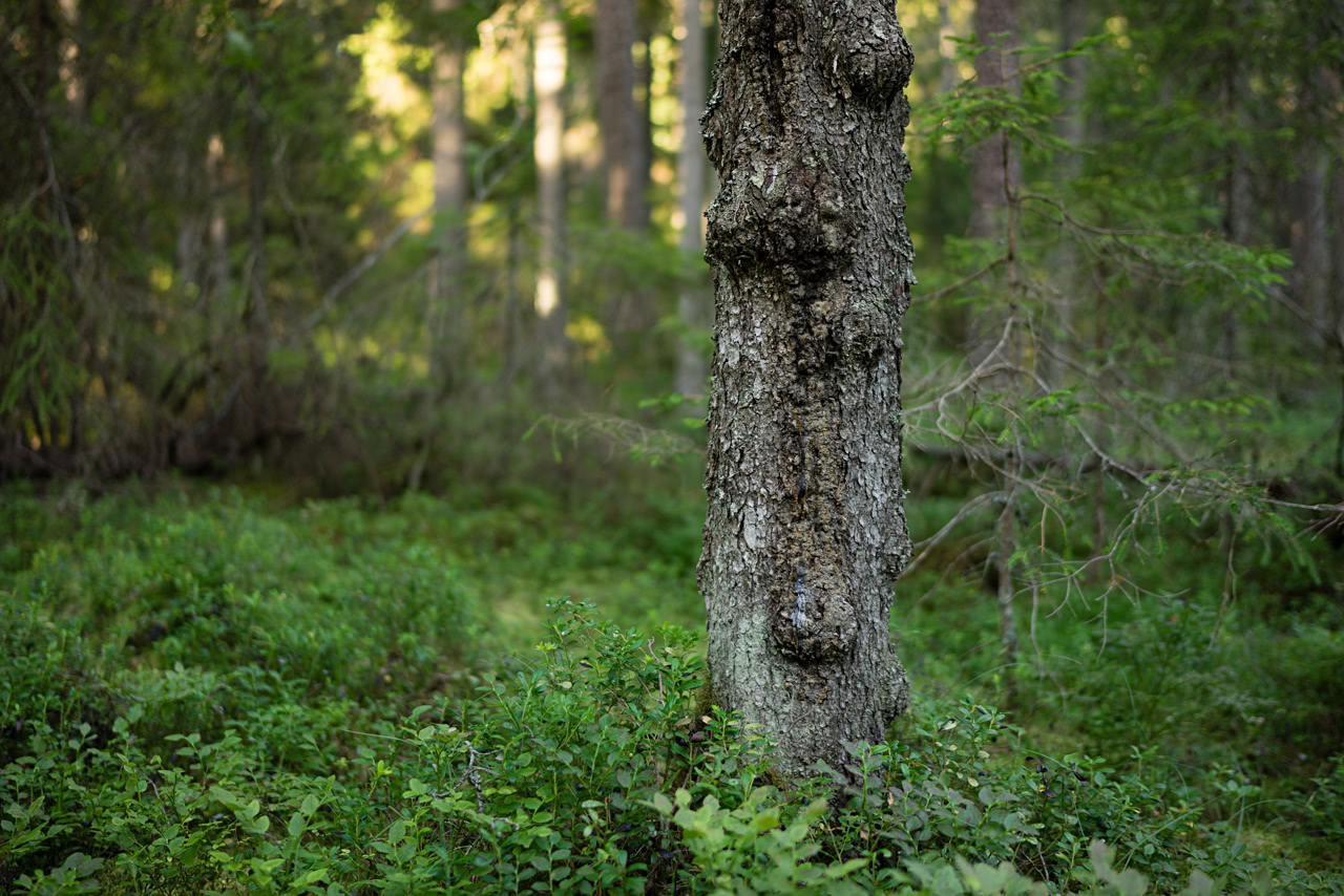 20170801_191511_FE35F1.4@f1.4_1per50s_ISO100_A7r.20_0.15_Lanczos2_1280_0.3_1.0.jpg