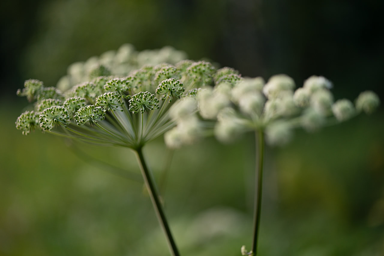 20170808_211030_ZL85F2.4@f2.4_1per60s_ISO250_A7M2.20_0.15_Lanczos2_1280_0.3_1.0.jpg
