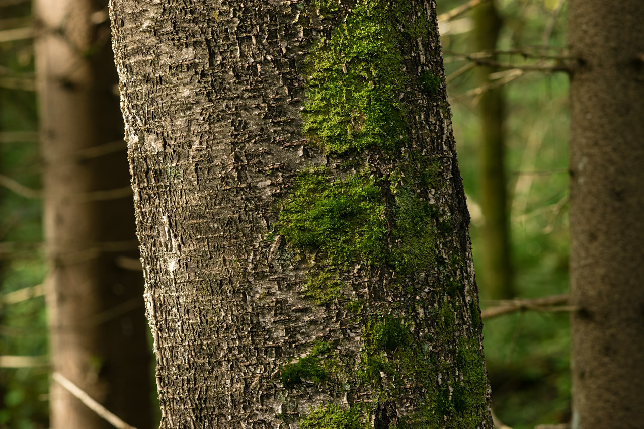 20170827_111057_CY135F2.8@f8.0_0.3s_ISO160_A7.20_0.15_Lanczos2_1280_0.3_1.0.jpg