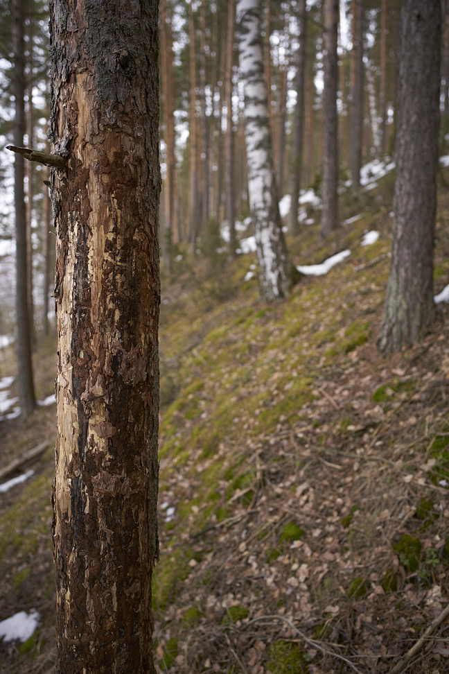 20180404_181536_ZL25F2.4@f2.8_1per40s_ISO100_A7rM2.20_0.15_Lanczos2_1280_0.3_1.0.jpg