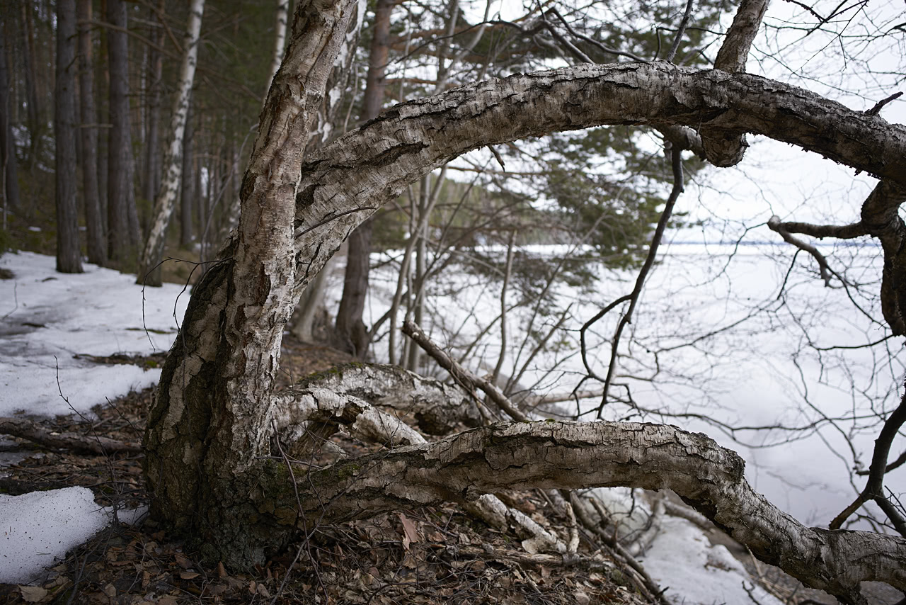 20180404_181719_ZL25F2.4@f2.8_1per80s_ISO100_A7rM2.20_0.15_Lanczos2_1280_0.3_1.0.jpg