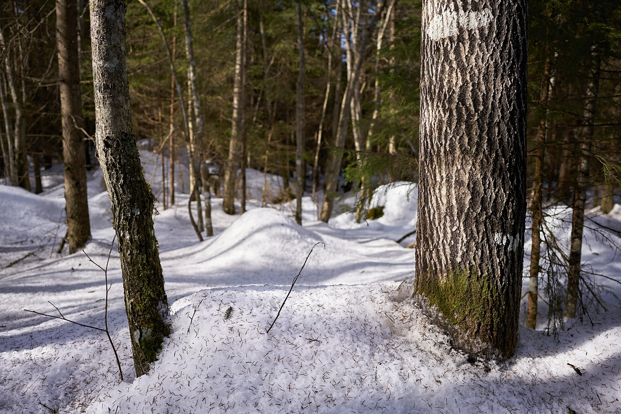 20180407_151639_ZL25F2.4@f2.8_1per500s_ISO100_A7rM2.20_0.15_Lanczos2_1280_0.3_1.0.jpg