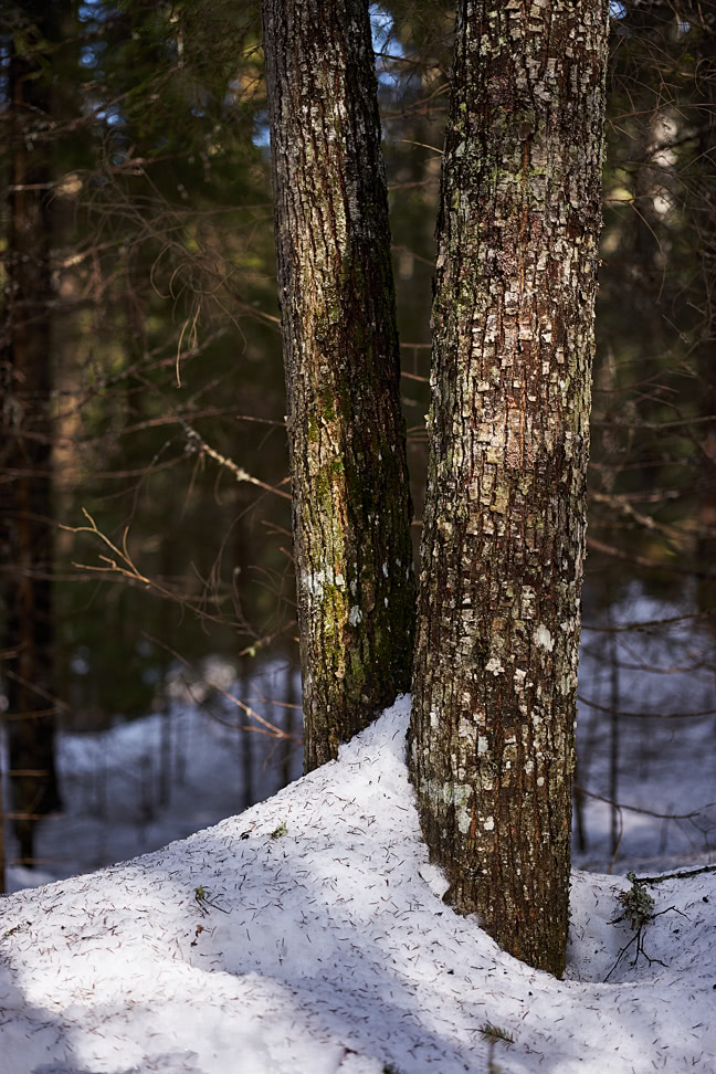 20180407_152514_ZL85F2.4@f2.8_1per320s_ISO100_A7M2.20_0.15_Lanczos2_1280_0.3_1.0.jpg