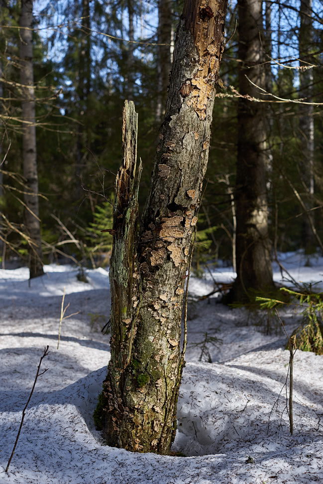 20180407_155556_ZL50F2.0@f4.0_1per400s_ISO100_A7r.20_0.15_Lanczos2_1280_0.3_1.0.jpg