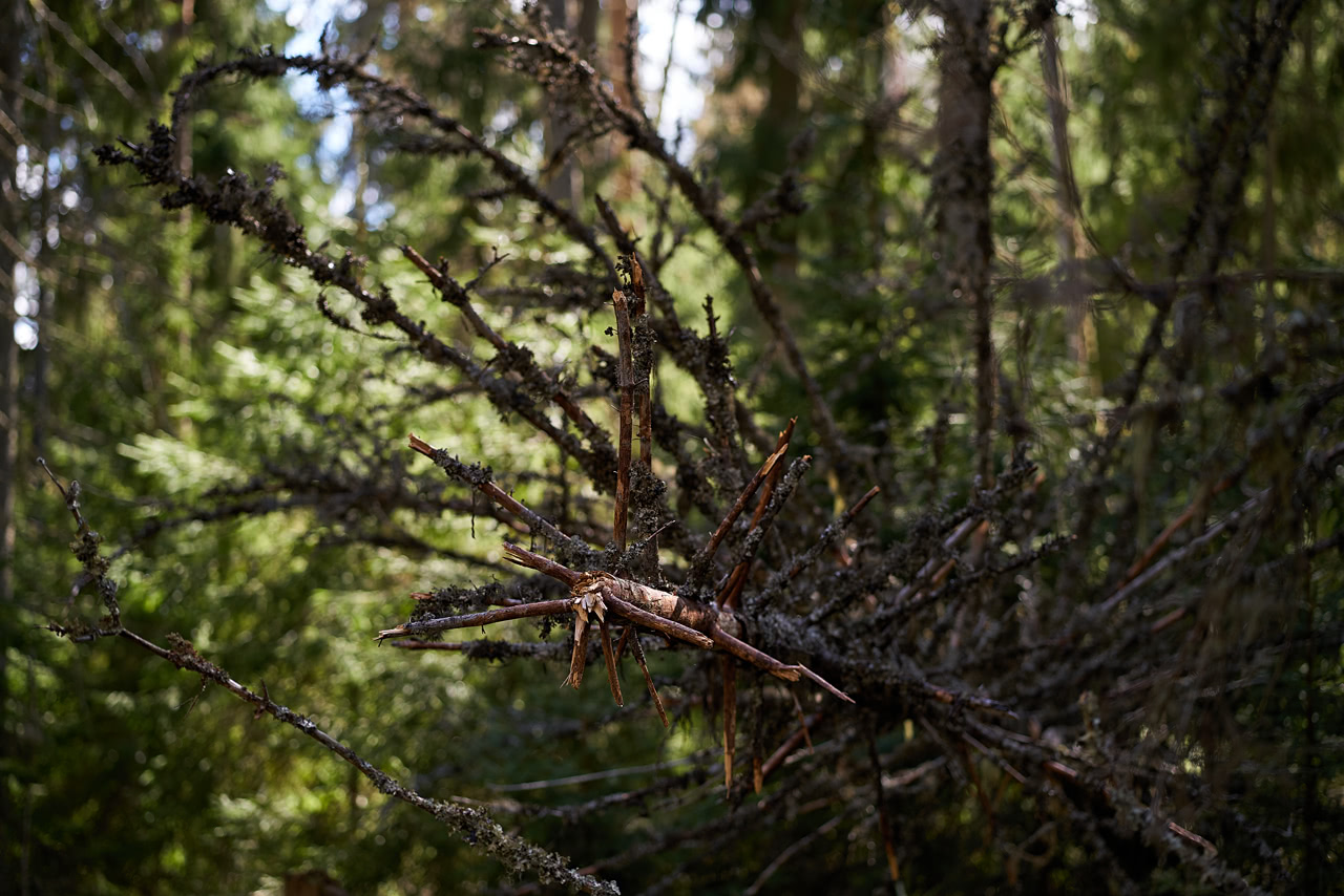 20180505_152515_ZL85F2.4@f2.8_1per250s_ISO100_A7rM2.20_0.15_Lanczos2_1280_0.3_1.0.jpg