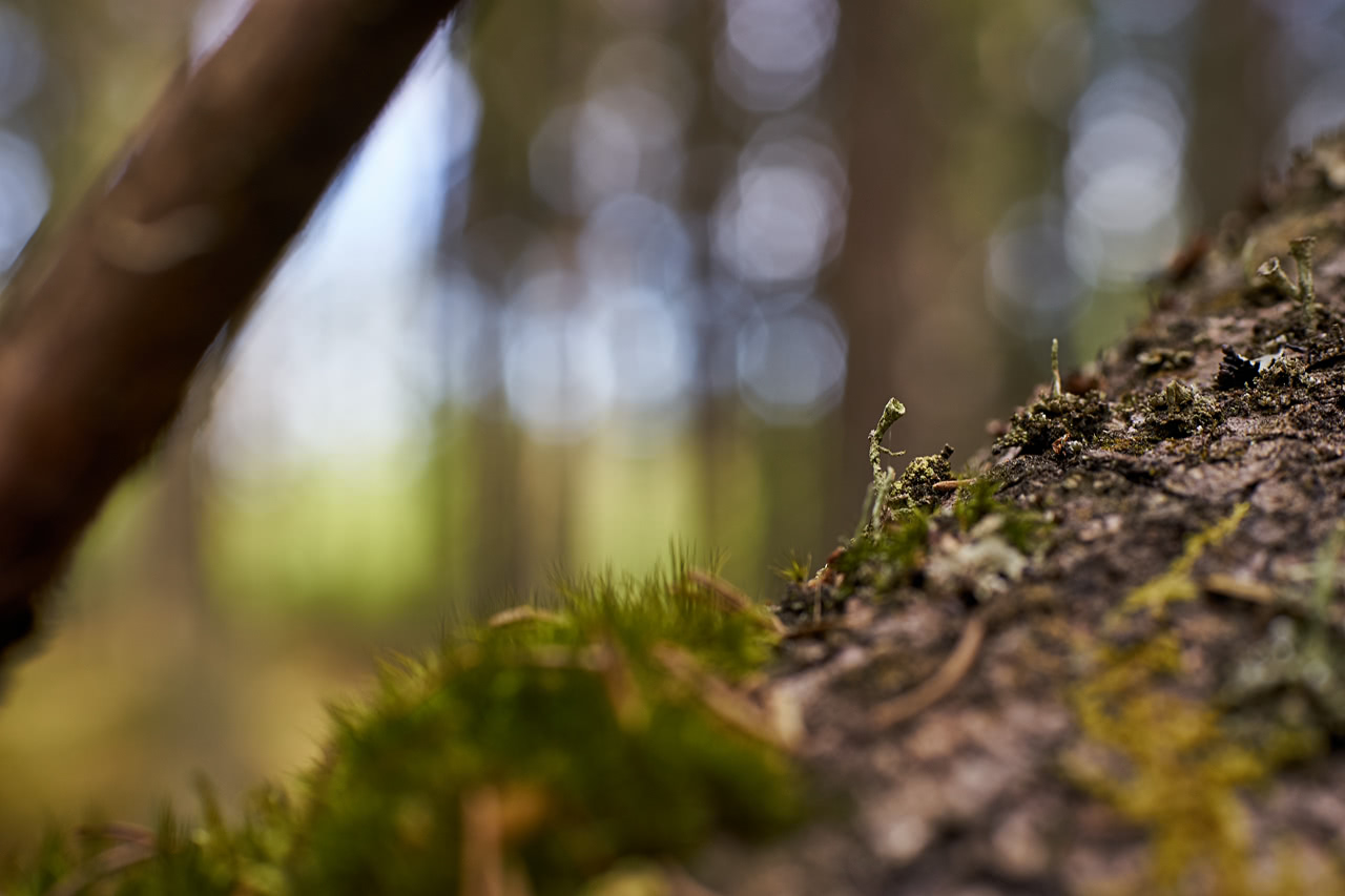 20180527_110011_ZE50F1.4@f5.6_1per50s_ISO200_A7.20_0.15_Lanczos2_1280_0.3_1.0.jpg