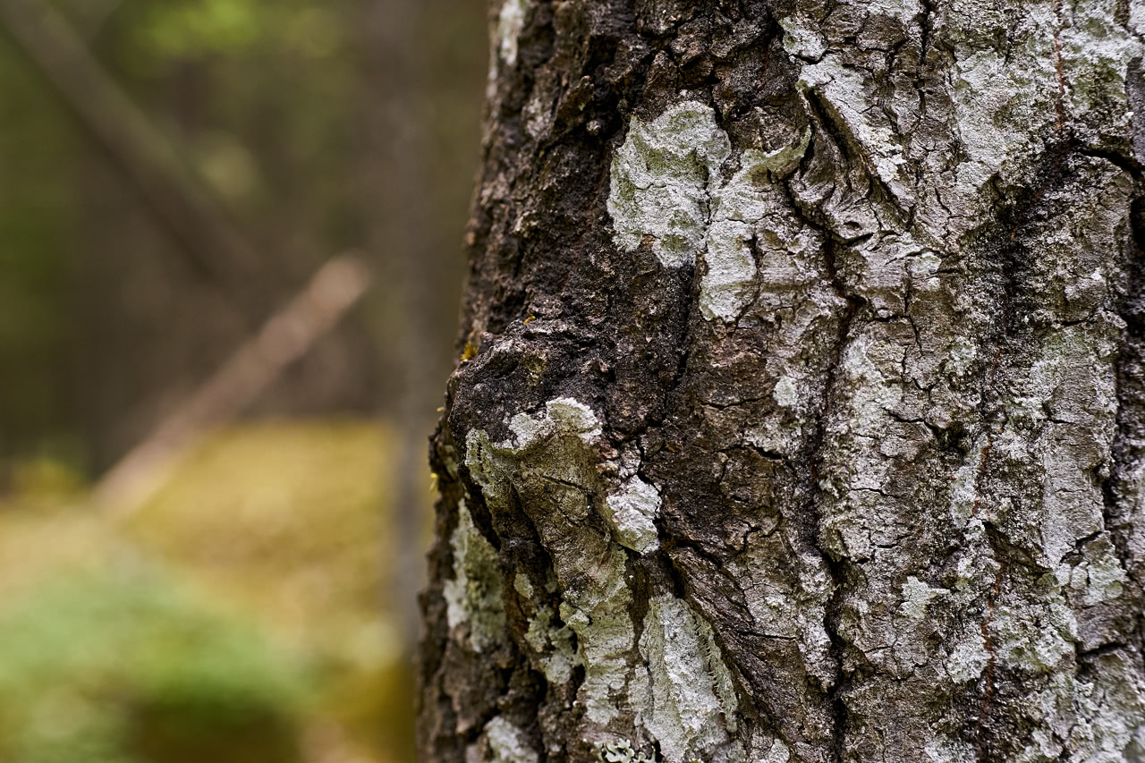20180527_110440_ZE50F1.4@f6.3_1per60s_ISO400_A7.20_0.15_Lanczos2_1280_0.3_1.0.jpg