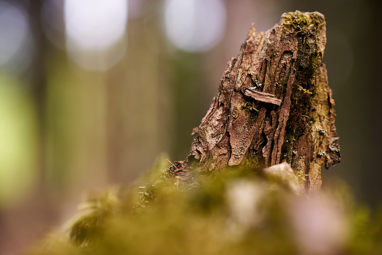 20180527_111342_ZE50F1.4@f2.2_1per500s_ISO200_A7.20_0.15_Lanczos2_1280_0.3_1.0.jpg
