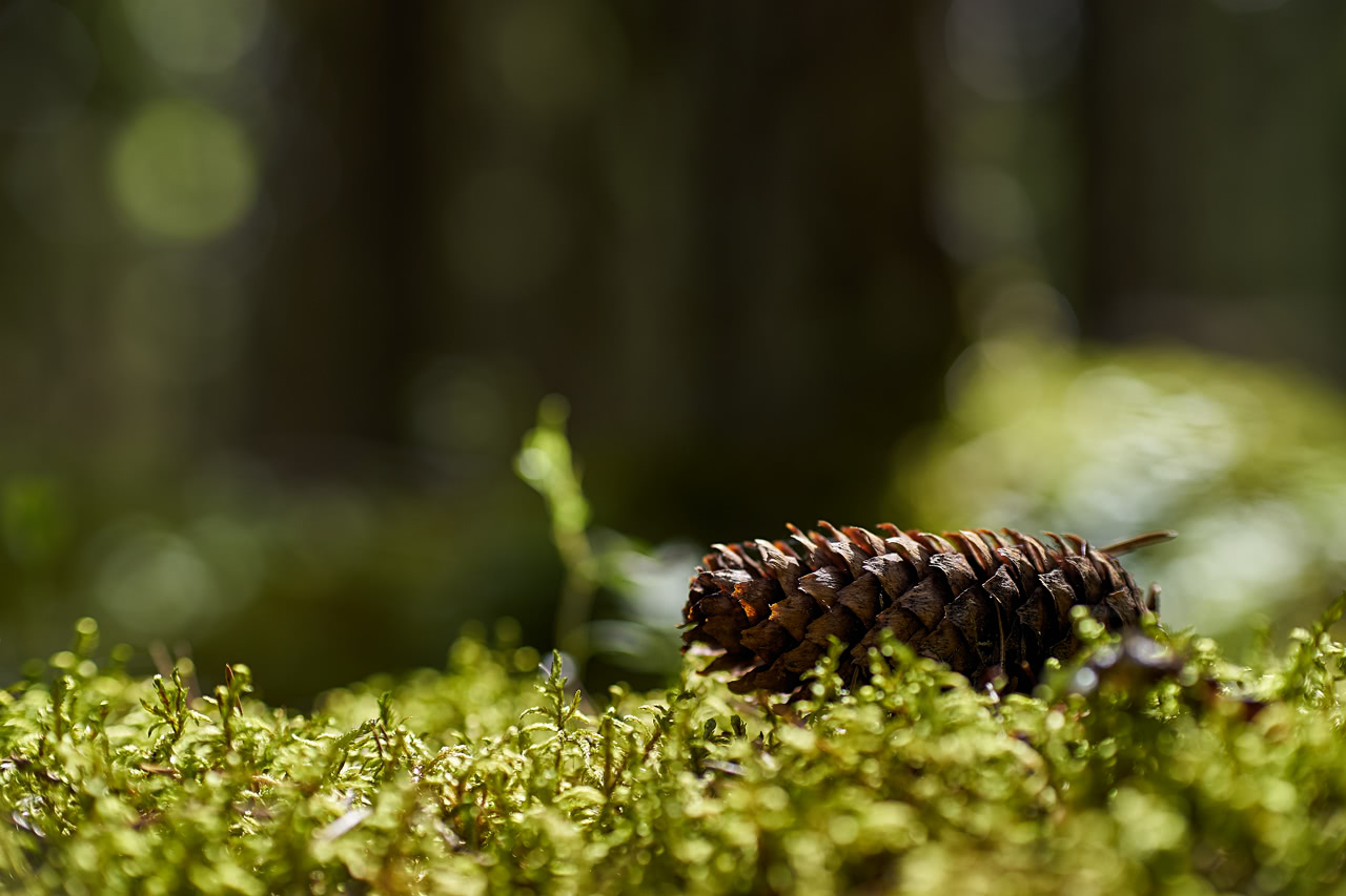 20180527_113327_ZE50F1.4@f2.8_1per250s_ISO100_A7.20_0.15_Lanczos2_1280_0.3_1.0.jpg
