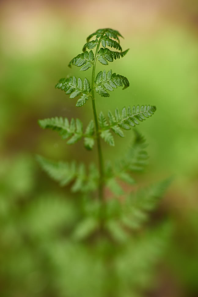 20180527_121937_ZE50F1.4@f2.5_1per100s_ISO200_A7.20_0.15_Lanczos2_1280_0.3_1.0.jpg