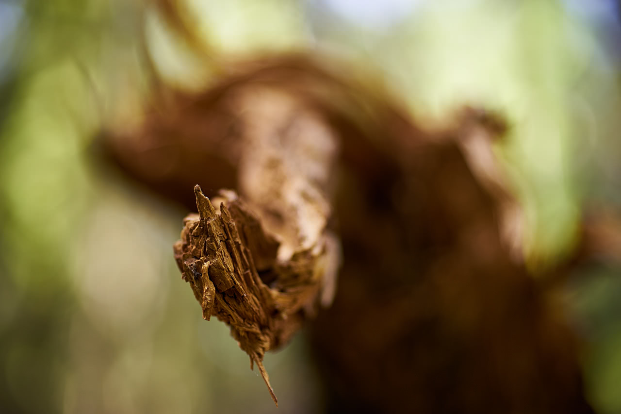 20180527_134129_ZE50F1.4@f1.7_1per250s_ISO200_A7.20_0.15_Lanczos2_1280_0.3_1.0.jpg