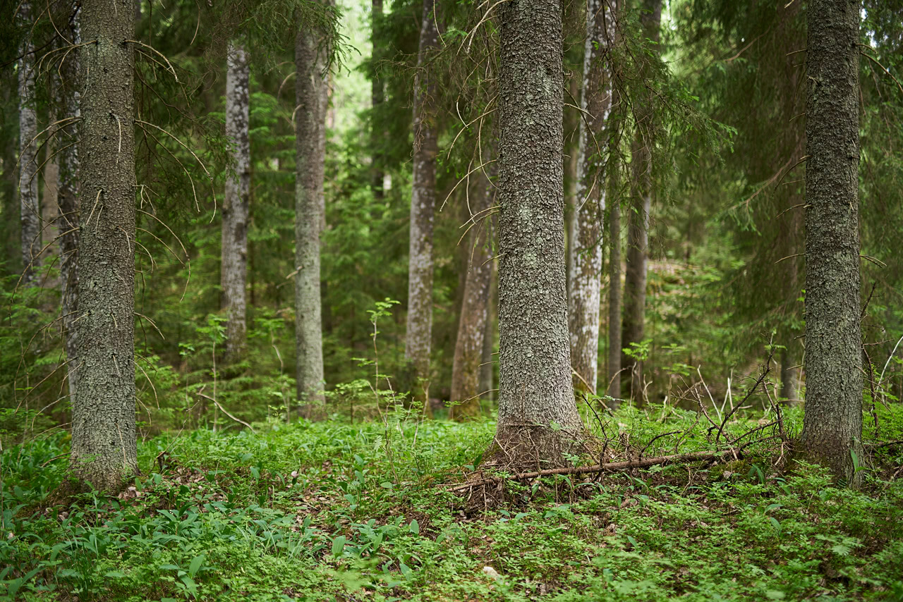 20180606_152615_SI50F1.4@f1.4_1per50s_ISO100_A7rM2.20_0.15_Lanczos2_1280_0.3_1.0.jpg