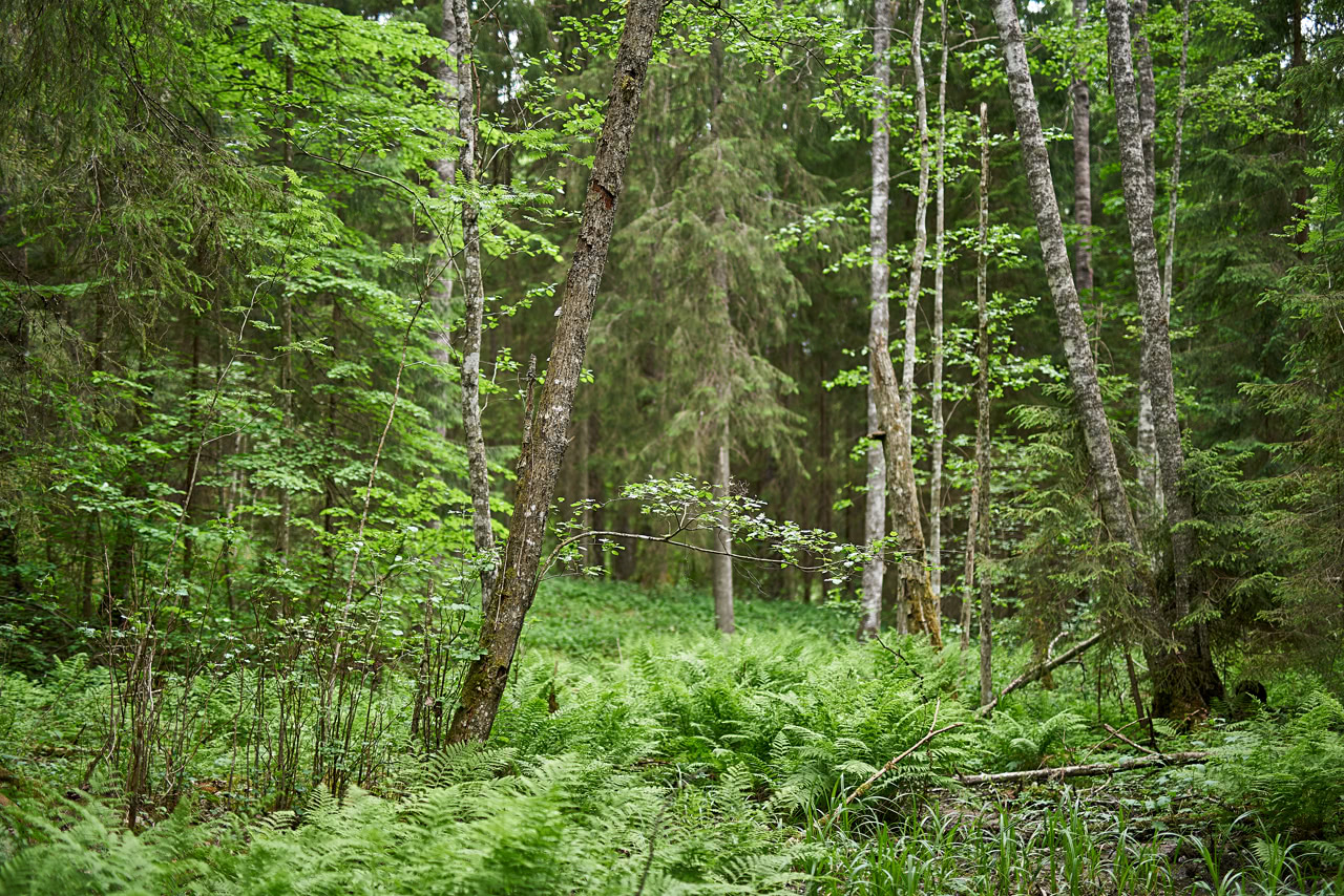 20180606_153955_SI50F1.4@f1.4_1per125s_ISO100_A7rM2.20_0.15_Lanczos2_1280_0.3_1.0.jpg
