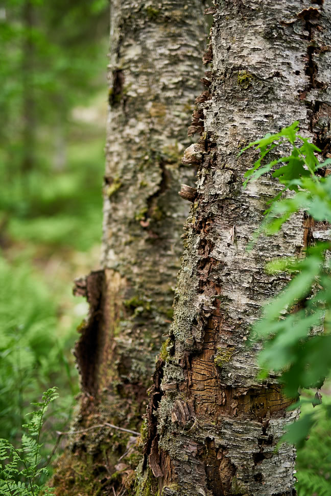 20180606_154023_SI50F1.4@f1.4_1per125s_ISO100_A7rM2.20_0.15_Lanczos2_1280_0.3_1.0.jpg