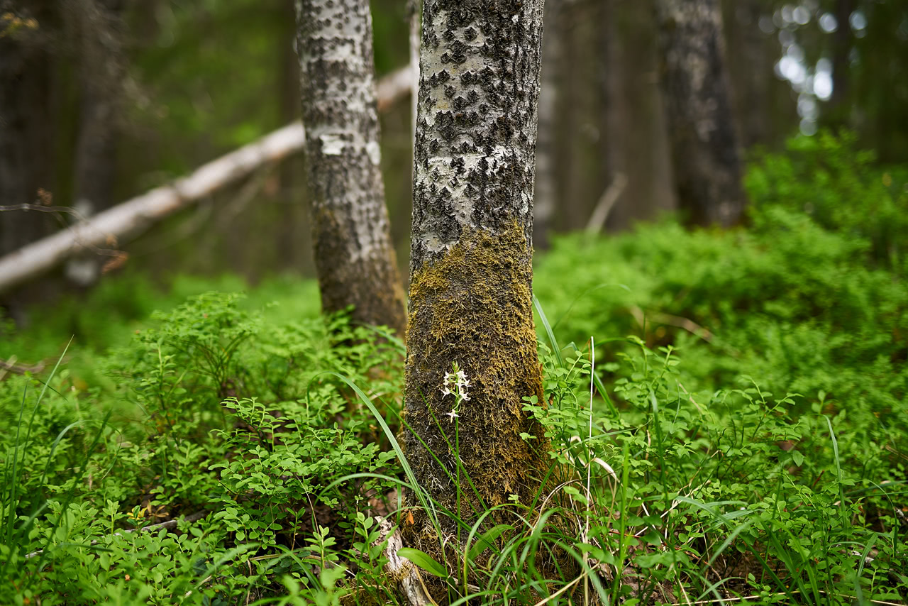 20180615_091753_SI50F1.4@f1.4_1per125s_ISO100_A7rM2.20_0.15_Lanczos2_1280_0.3_1.0.jpg