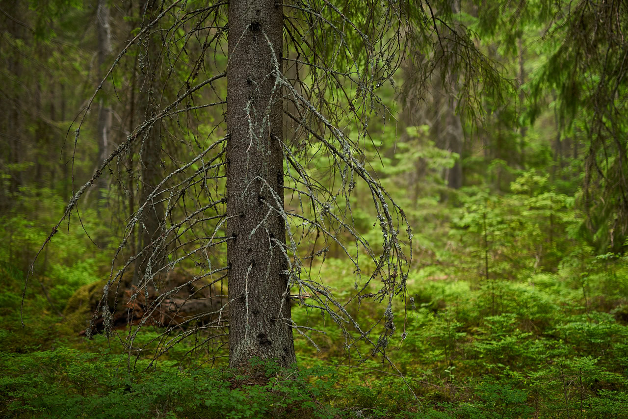 20180615_094949_SI50F1.4@f1.4_1per100s_ISO100_A7rM2.20_0.15_Lanczos2_1280_0.3_1.0.jpg