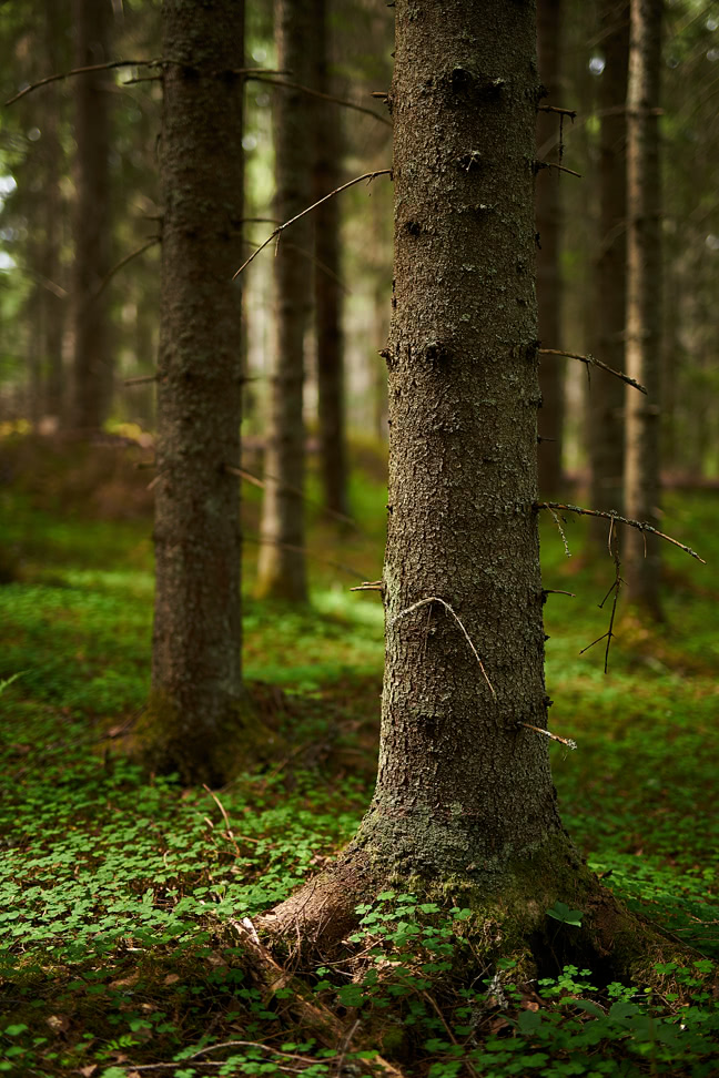 20180615_115916_SI50F1.4@f1.4_1per125s_ISO100_A7rM2.20_0.15_Lanczos2_1280_0.3_1.0.jpg