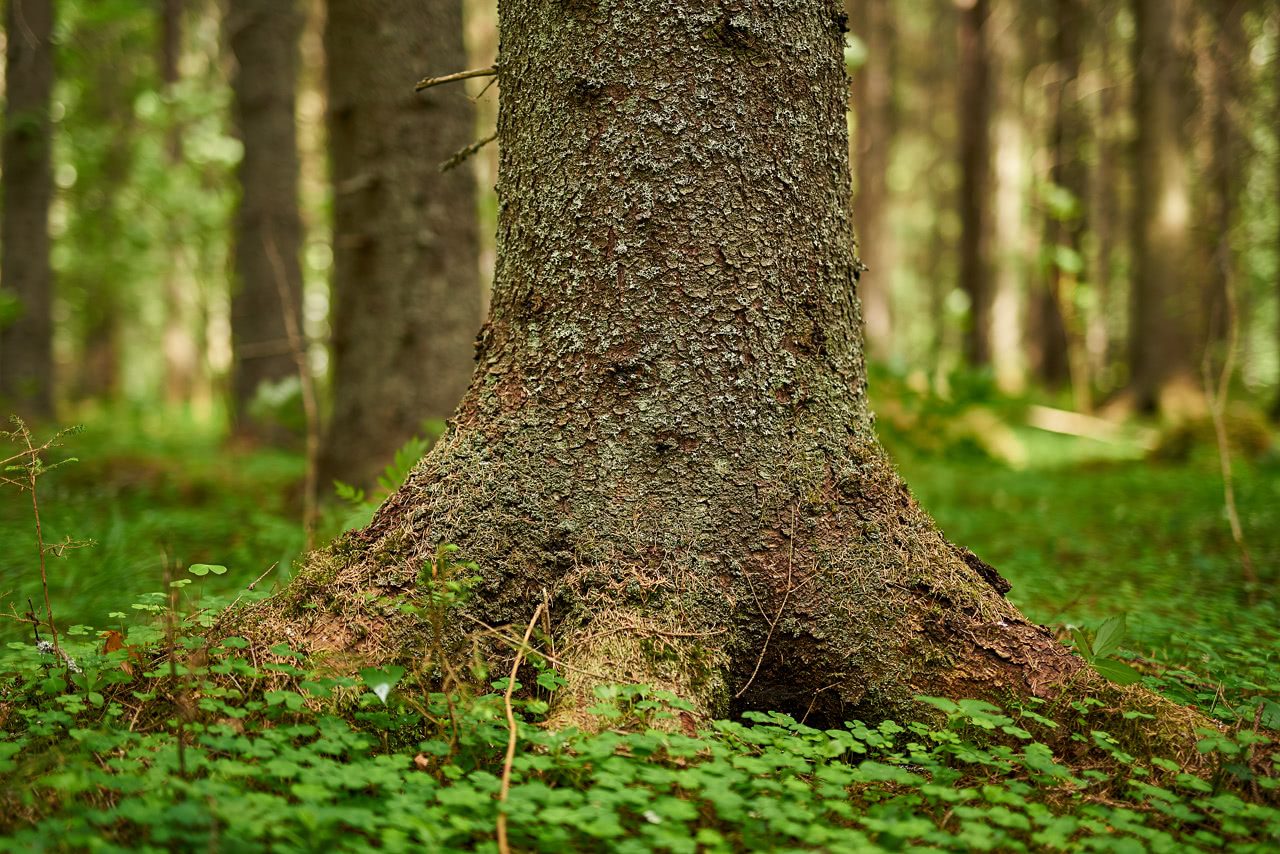 20180615_121342_SI50F1.4@f1.4_1per60s_ISO100_A7rM2.20_0.15_Lanczos2_1280_0.3_1.0.jpg